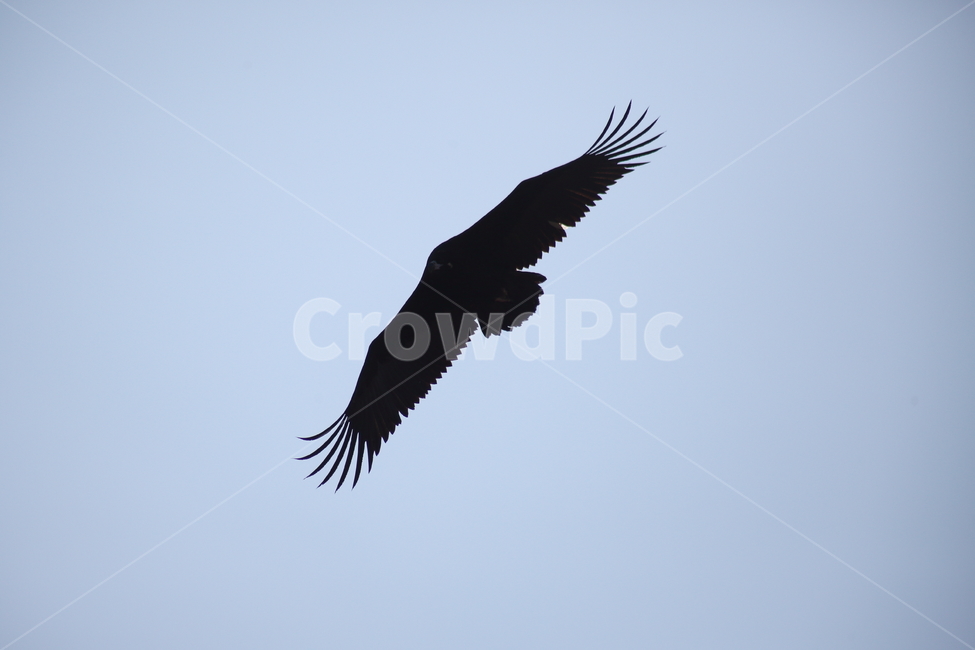 독수리,철새,새,조류,cinereousvulture,동물,animal,조류,새,birds