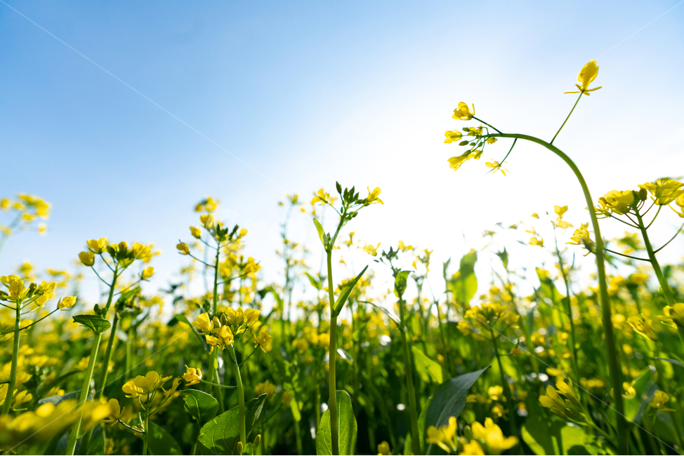 유채꽃,파란,하늘,꽃,자연,나무,구름,sky,tree,cloud,rapeflower,flower,식물,자연,plants,nature,꽃,flower