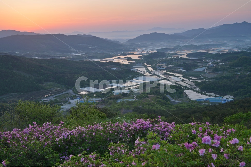 plant,식물,blossom,전북,남원,봉화산,봉화산철쭉제,철쭉,철뚝꽃,철뚝제,봉화산아침,여명,일출,해돋이,flower,꽃,flare,플레어,light,빛,sunlight,햇빛,자연,outdoors,옥외,mountain,산,mountainrange,산맥,slope,경사
