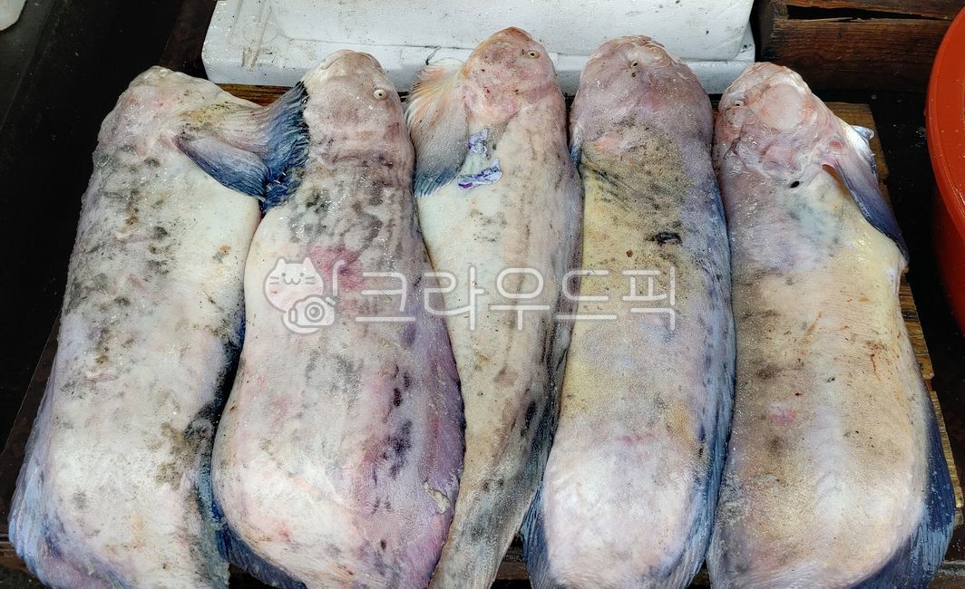 물메기,물곰,곰치,수산물,해산물,어패류,수산시장,시장,싱싱한,식재료,푸드,음식재료,식용,seafood,국산,국내산,자연산