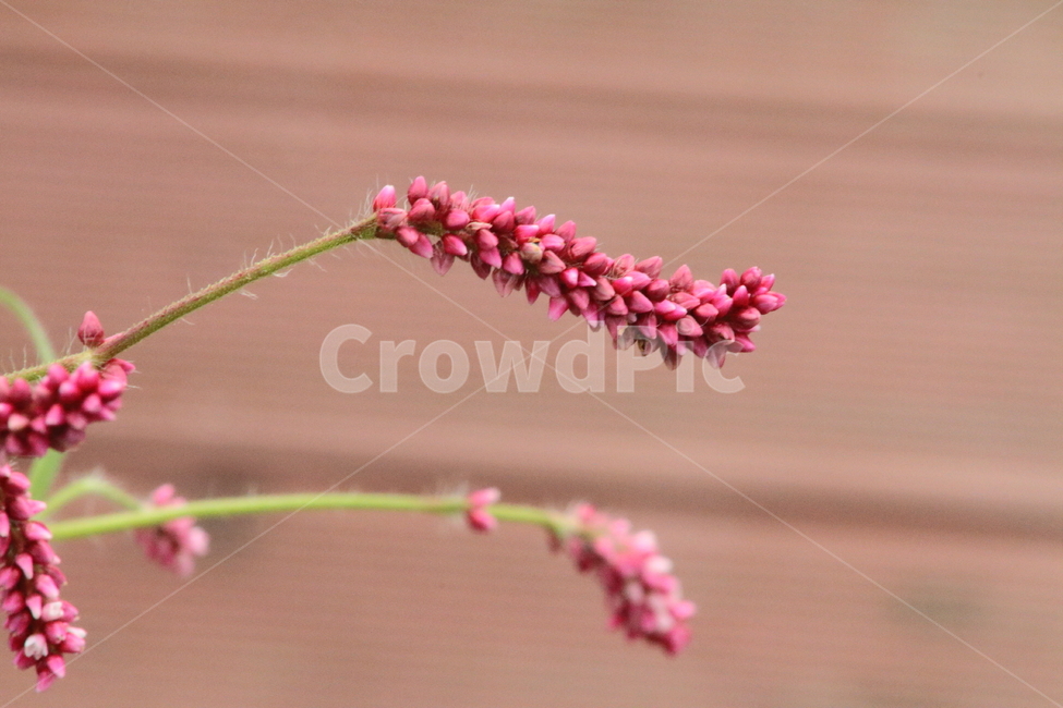 털여뀌,야생화,꽃,식물,princefeather,식물,자연,plants,nature,꽃,flower
