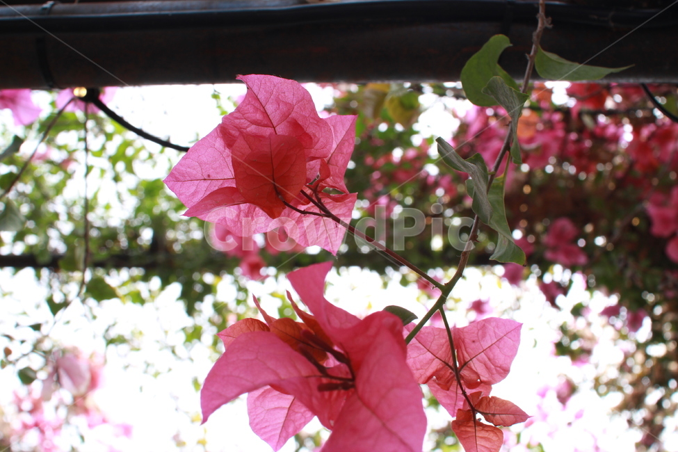 꽃,빨간색,분홍색,flower,red,pink,yellow,여러가지,식물,자연,plants,nature