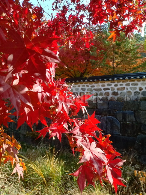 낙엽,단풍,落葉,leaves,나뭇잎,단풍나무,식물,maple,낙엽활엽관목,잎,계절,가을,자연,풍경,outdoors,옥외,fallautumnseason,naturelandscape,풍경사진,담장,기와,가을,계절,fall,autumn,season,plant,leaf,tree,나무