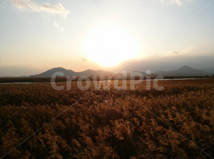 순천만,갈대밭,갈대,가을,바람,하늘,가을하늘,가을,계절,fall,autumn,season,자연,풍경,nature,landscape,한국자연풍경,한국자연경관,korea nature landscape,flare,플레어,light,빛,grass,잔디,plant,식물