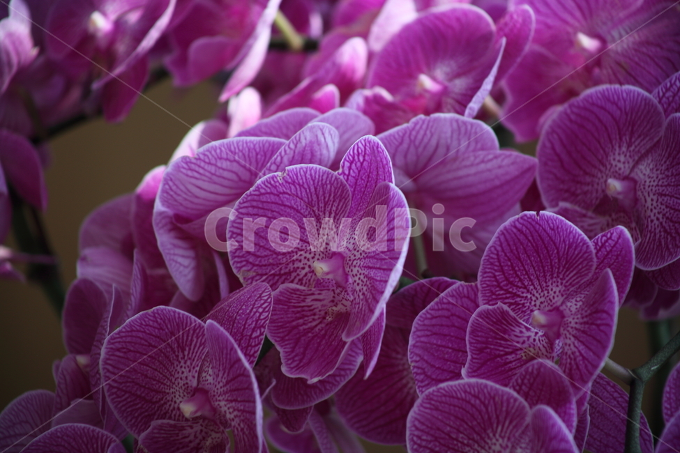 호접란,팔레놉시스,꽃,식물,phaelenopsis,식물,자연,plants,nature,꽃,flower