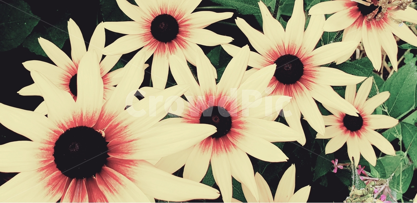 루드베키아,꽃,flower,노랑색,backgroundimage,배경이미지,다년생,여름꽃,자연,야생화,nature,배경,배경화면,색감,바탕,텍스쳐,질감,패턴,이미지,식물,자연,plants,nature,꽃,flower