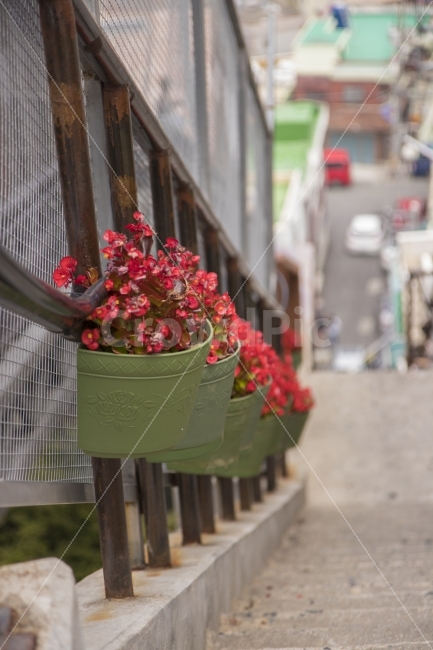 일상,출사,스냅사진,캐논,canon,80d,나들이,dslr,즐거움,photo,캐논80d,부산,초량이바구길,여행,식물,자연,plants,nature,꽃,flower