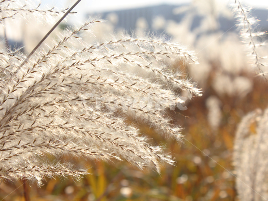 plant,식물,grass,잔디,lawn,reed,갈대,가을,계절,fall,autumn,season,식물,자연,plants,nature