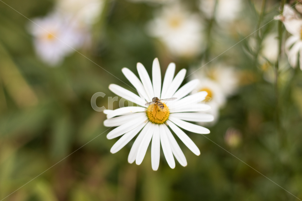 개나리,봄,꽃,장미,꿀벌,국화,야생화,식물,자연,plants,nature,꽃,flower