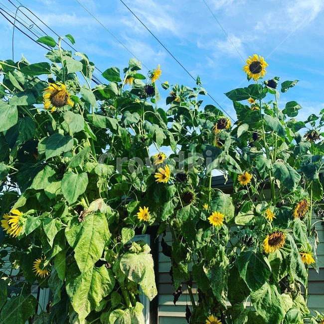 식물,plant,해바라기,하늘,옥외,식물,자연,plants,nature,꽃,flower