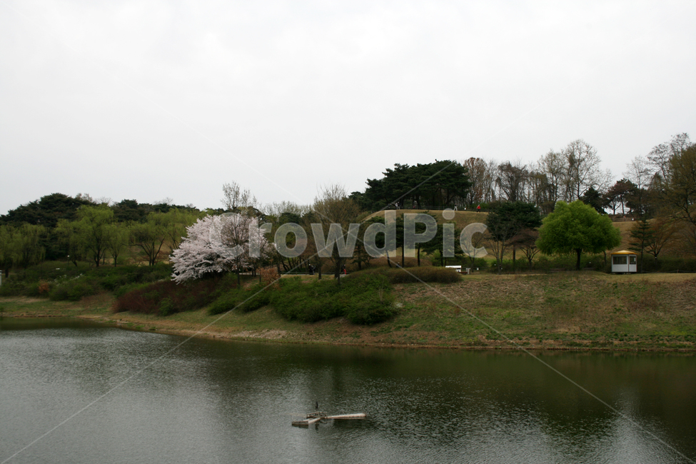 공원,호수,봄,봄날,감성,spring,flower,풍경,식물,새싹,잎,초록,꽃,흰색,봄,계절,spring,season,자연,풍경,nature,landscape,outdoors,옥외
