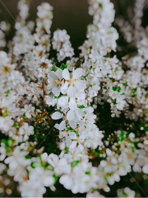 앵두꽃,봄,꽃,하얀꽃,앵두나무,정원,꽃밭,spring,flowers,저녁,밤,분위기,식물,자연,plants,nature,꽃,flower