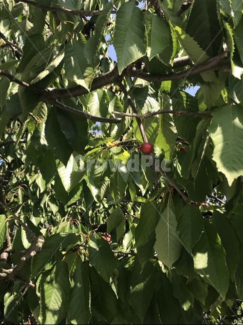 체리,빨강,과일,자연,나무,야생,식물,자연,plants,nature