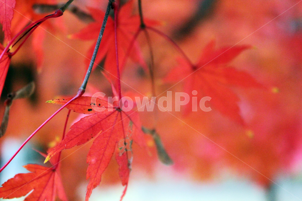 가을,감성,단풍,잎,나무,단풍나무,maple,가을,계절,fall,autumn,season