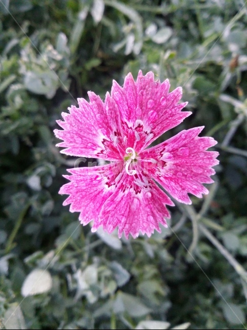식물,plant,flower,꽃,자연,식물,자연,plants,nature,꽃,flower