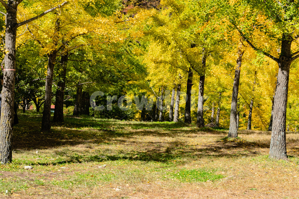 홍천은행나무숲,은행나무숲,은행나무,가을,노란은행나무,가을,계절,fall,autumn,season,tree,나무,plant,식물,tree trunk,나무 줄기,ground,바닥
