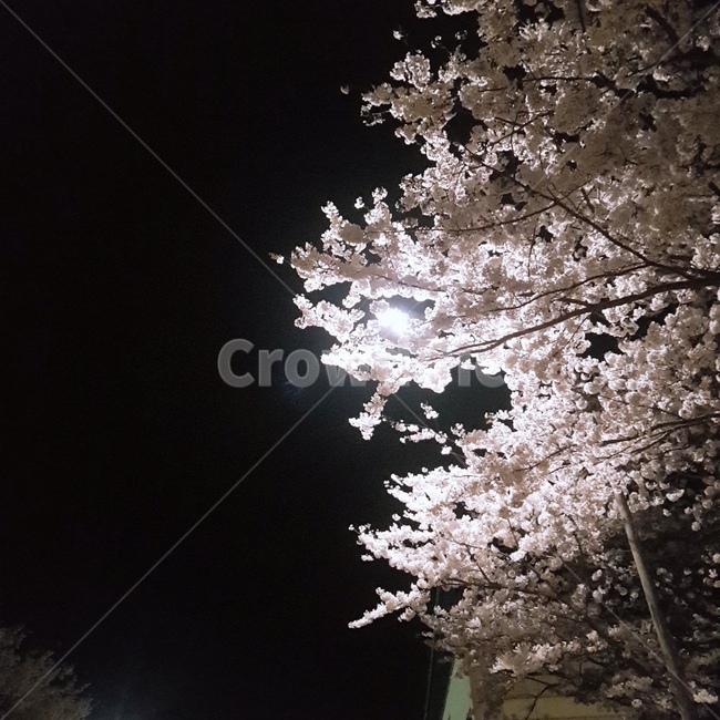 야간촬영,벗꽃,벚꽃,꽃,가로등,계절,밤,풍경,식물,분홍