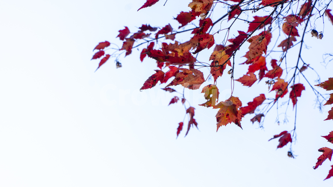 가을,빨간잎,빨강잎,나뭇잎,가을하늘,하늘,물든나뭇잎,leaf,plant,식물,tree,나무,가을,계절,fall,autumn,season,식물,자연,plants,nature,잎