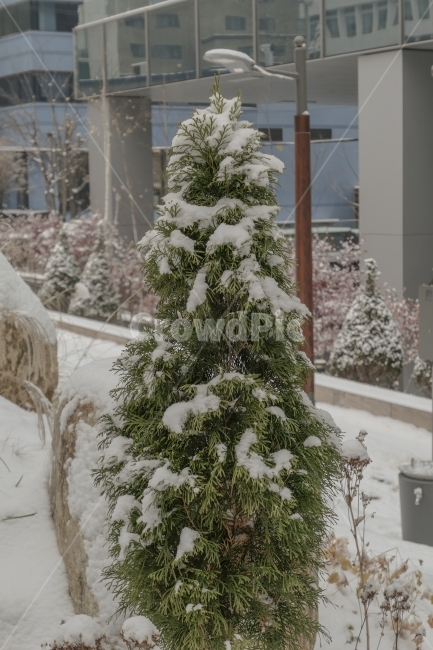 눈,겨울,설경,나무,상록수,초록잎,묘목,겨울,계절,winter,season,식물,자연,plants,nature,나무,trees,wood