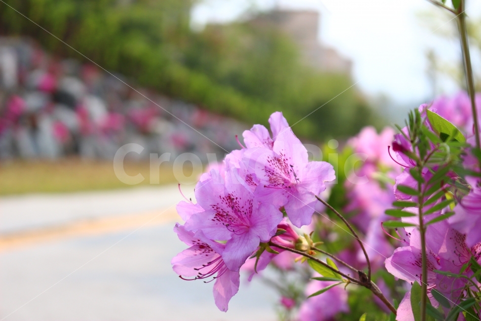 대전,도안동,꽃,봄,자연,산책,공원,식물,자연,plants,nature,꽃,flower