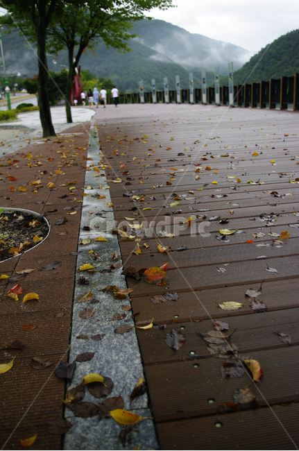 나무,낙엽,가을,길,식물,계절,가을,계절,fall,autumn,season,path,통로