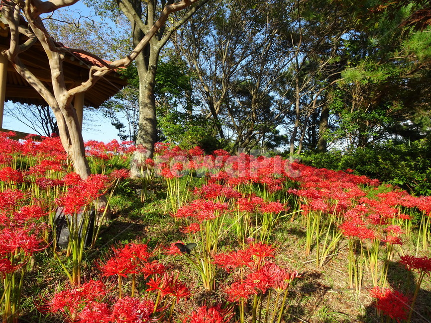 꽃,꽃무릇,상사화,산,봉대산,백일홍,빨강,분홍,식물,자연,plants,nature,꽃,flower