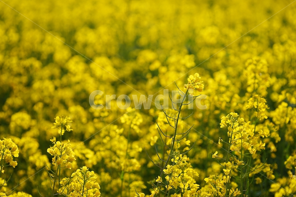 제주도,유채꽃,유채꽃축제,봄꽃,꽃,봄,계절,spring,season,식물,자연,plants,nature,꽃,flower