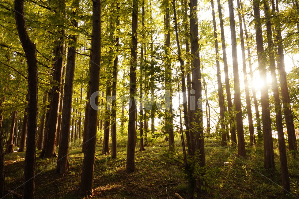 숲길,숲,forest,햇빛,빛,자연,풍경,nature,landscape,식물,plants,나무,trees,wood,휴식,힐링,rest,relaxation,healing,sunlight,flare,플레어,light,tree,plant