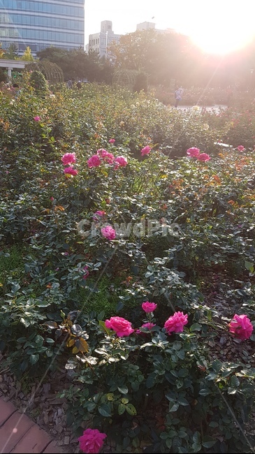 올림픽경기장,올림픽공원,가을,장미,서울나들이