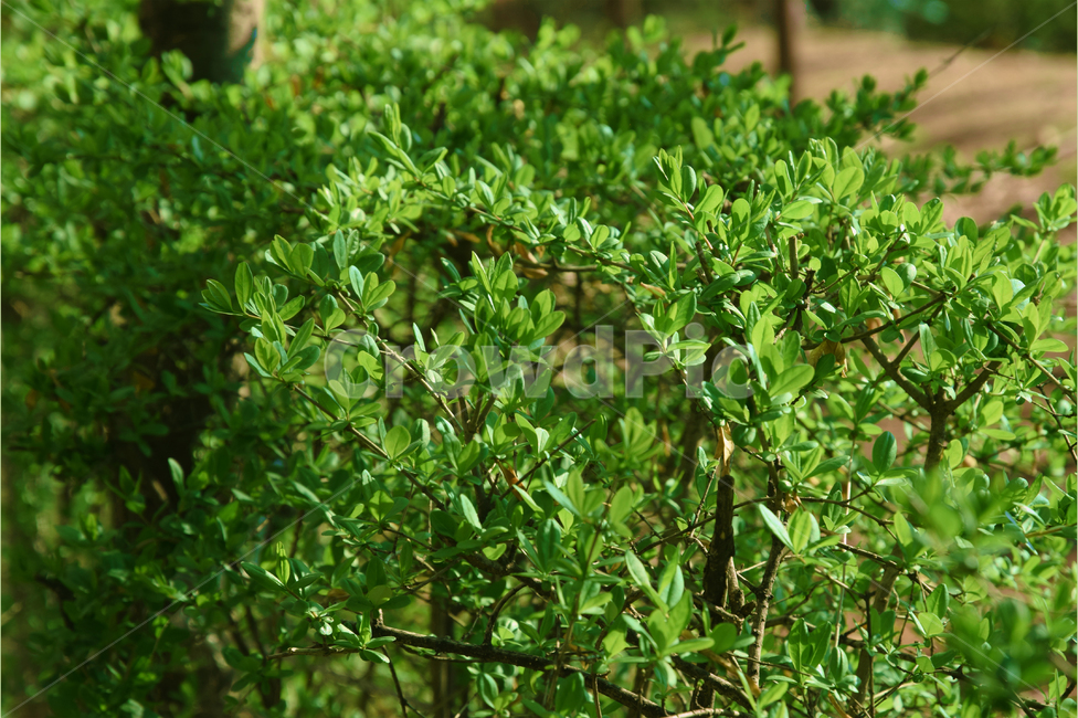 풀,새싹,화단,초록,green,자연,따뜻한