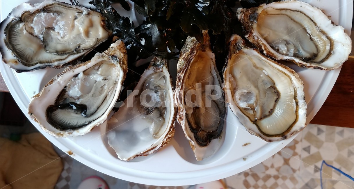 석화,굴,oyster,fresh,dish,신선