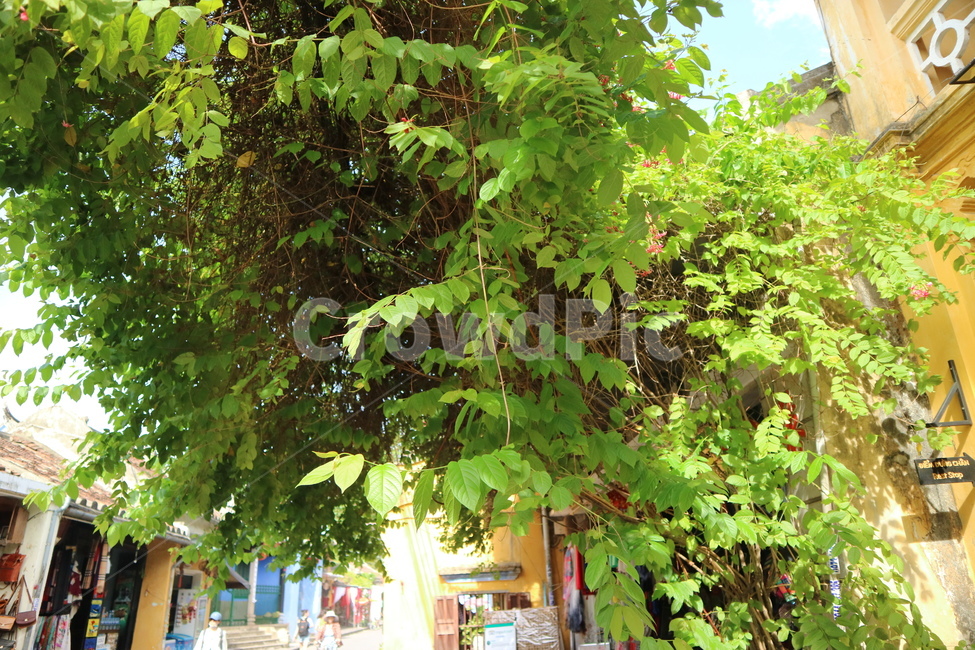 outdoors,옥외,arbour,정자,garden,사람,정원,human,인간,person,tree,나무,green