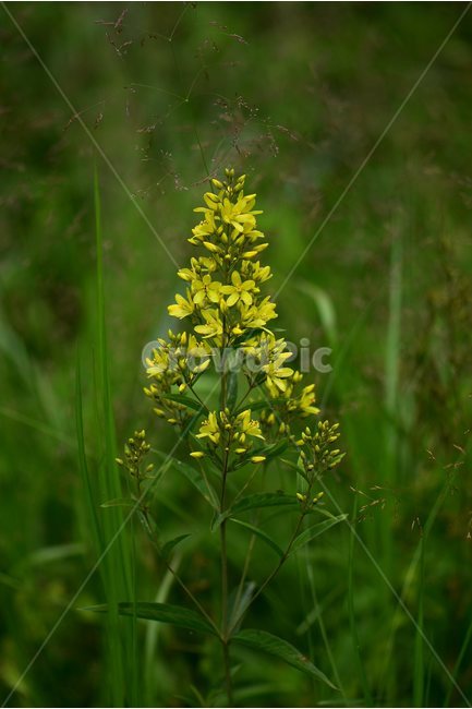좁쌀풀,야생화,꽃,식물,자연,생태,플라워,flower,plants,nature,식물,자연,plants,nature,꽃,flower