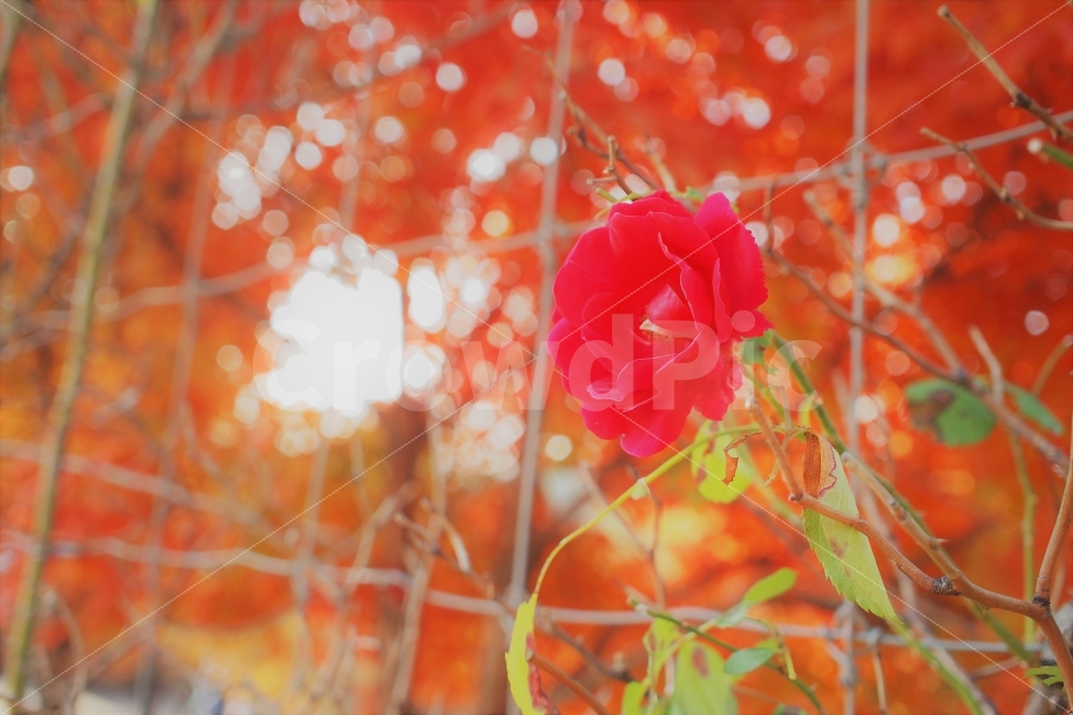 들장미,가을,꽃,꽃잎,식물,감성,빨간색,식물,자연,plants,nature,꽃,flower,감성,sensible,feeling