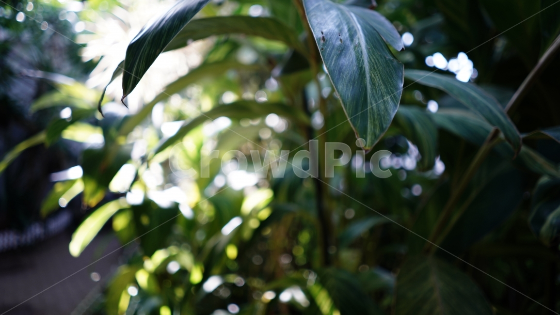 	식물원,따뜻,식물,빛,초록,식물,자연,plants,nature