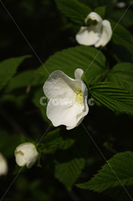 병아리꽃나무,꽃,flower,계절,봄,spring,식물,plant,자연,nature,식물,자연,plants,nature,꽃,flower