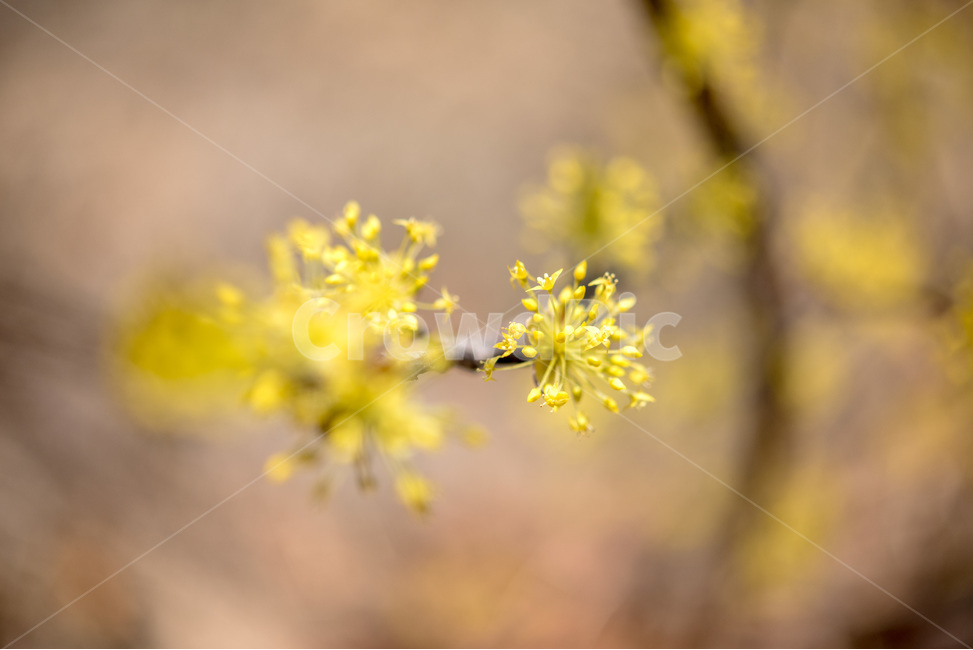 산수유,봄꽃,봄,접사,꽃,봄,계절,spring,season,식물,자연,plants,nature,꽃,flower,plant