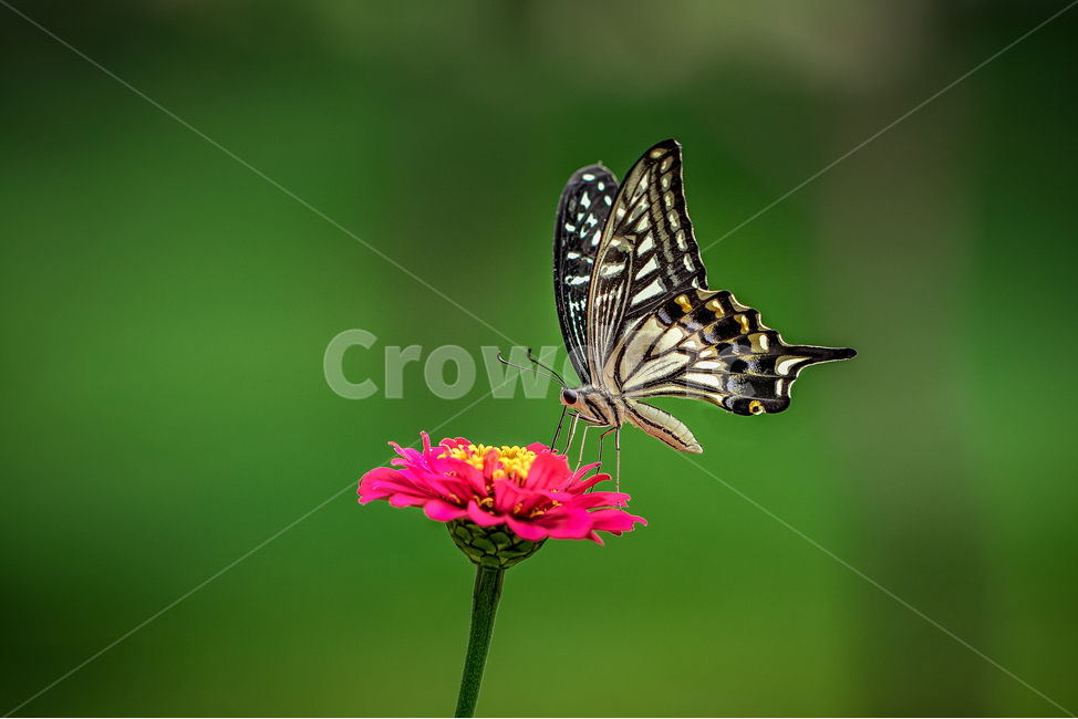 자연,풍경,곤충,나비,호랑나비,꽃,백일홍,nature,landscape,insect,butterfly,yellowswollowtailbutterfly,gardenzinnia,식물,자연,plants,nature,꽃,flower,동물,animal,곤충,벌레,insect,bug