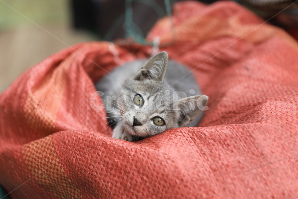 고양이,아기고양이,집고양이,코리안숏헤어,애완동물,동물,애완묘,냐옹이,animal,cat,koreanshorthair,kitty,동물,animal,포유류,mammal,고양이,cat,kitten,kitty