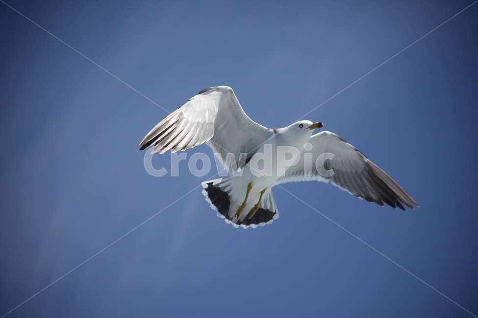 갈매기,바다새,대형조류,commongull,mewgull,laruscrassirostris,괭이갈매기,동물,animal,조류,새,birds
