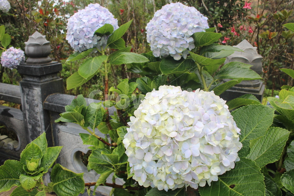 수국,풍성한꽃,아름다운꽃,보라빛,보라색,식물,자연,plants,nature,꽃,flower