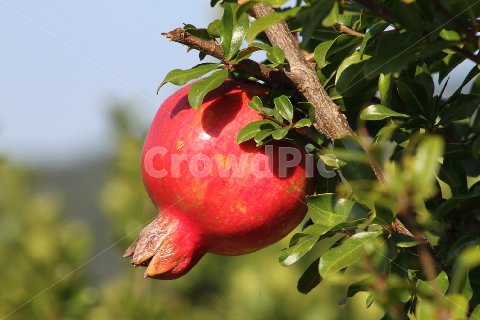 석류,열매,과일,식물,pomegranate,식물,자연,plants,nature,과일,열매,fruit