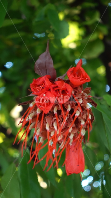 숲,nature,green,자연,outdoors,옥외,plant,식물,꽃,flower,blossom
