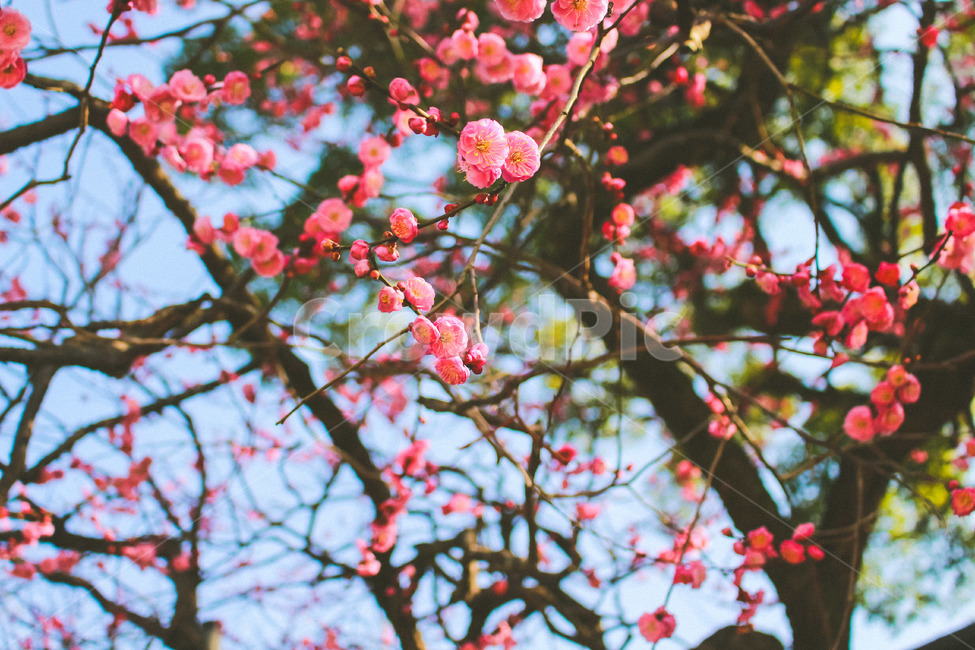봄,꽃,매화,감성사진,식물,식물,자연,plants,nature,꽃,flower,감성,sensible,feeling