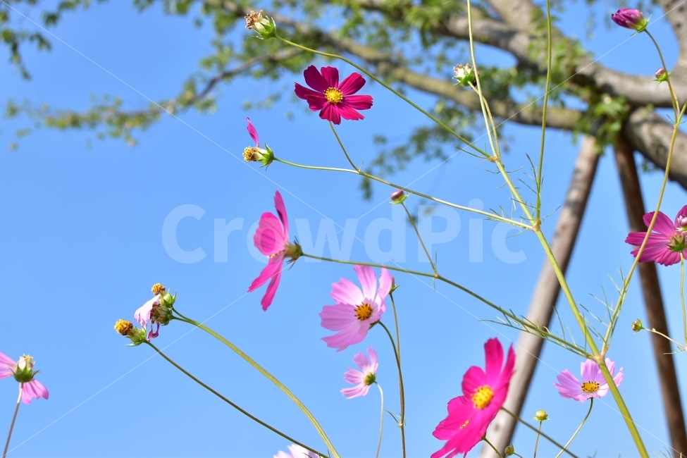 코스모스,북천,가을,하늘,9월,가을,계절,fall,autumn,season,식물,자연,plants,nature,꽃,flower,spring,봄,petal,꽃잎,plant,blossom