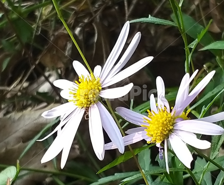 plant,꽃,구절초,식물,들꽃,야생화,pollen