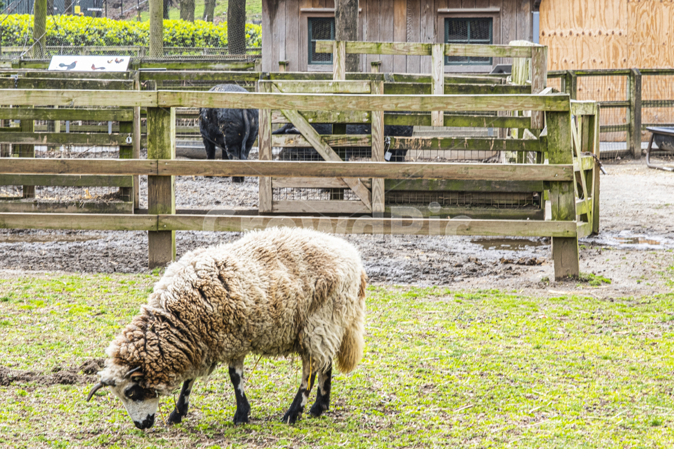 포유류,동물,animal,sheep,양,자연,잔디,초원,grass,feed,mammal,farm