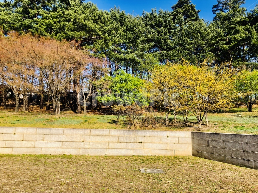나무,tree,plant,식물,봄