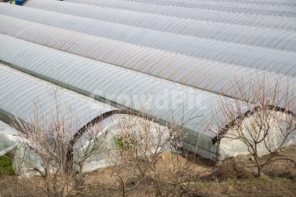 농촌,비닐하우스,하우스,재배,따뜻한,온실,농업,농사,경작,시골,농부,농작물,건물,건축물,입구,토지,비닐,나무,밭,농장,터널,골조,파이프,산업,생활
