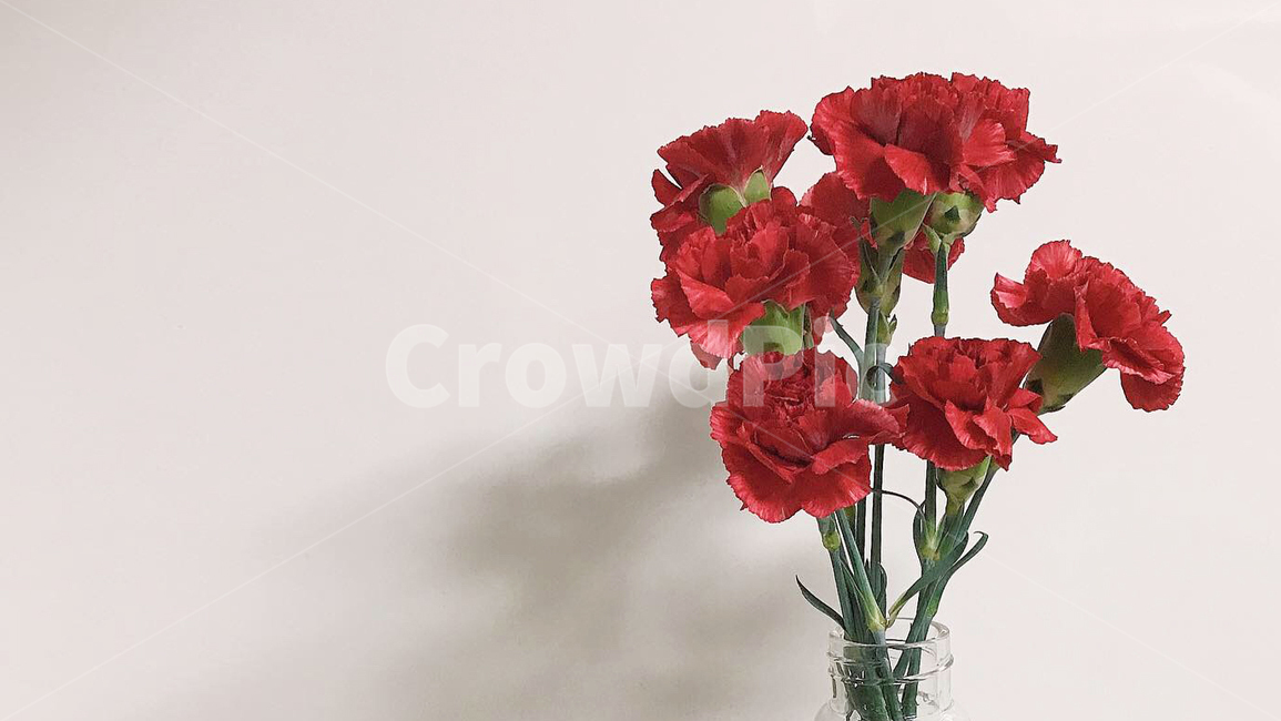 plant,식물,blossom,꽃,flower,카네이션,어버이날
